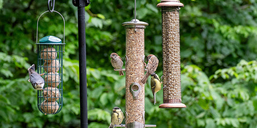 Essential bird feeding supplies: How to choose the best products to attract birds to your garden