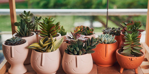 Find the perfect planters for your home and garden: Best deals and styles