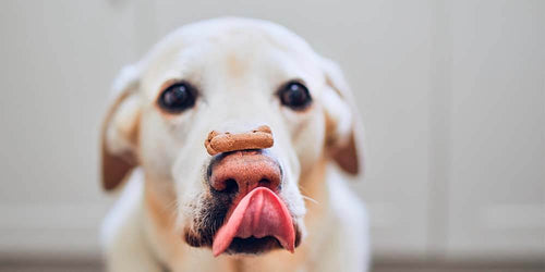 How to Choose the Best Dog Treats