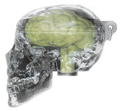 Accesorio para llavero con calavera luminosa Toysmith 04646