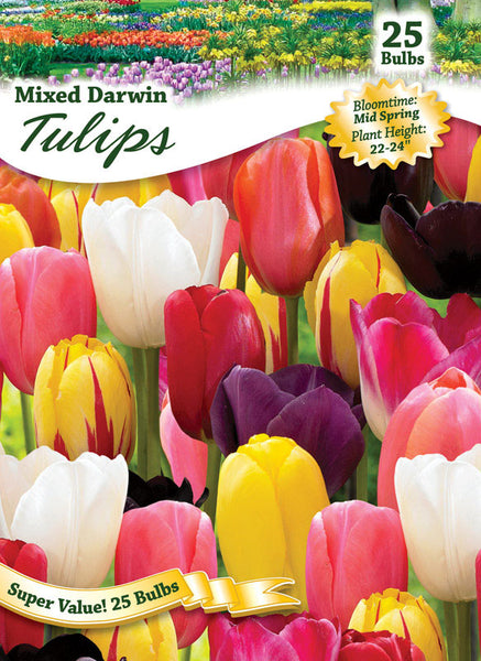 Mezcla de tulipanes Ns West