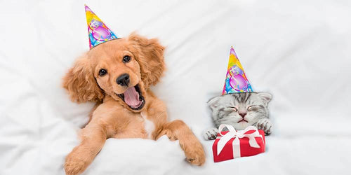 Perfect Pet Gifts for Celebrating Your Furry Friends