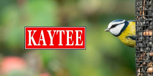How to Attract Birds to your Backyard with Kaytee