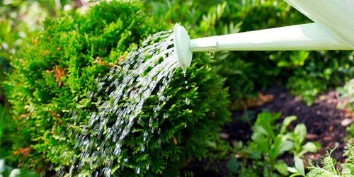 10 Tips for Watering Your Plants