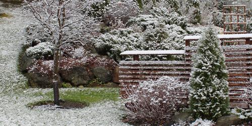 10 Tips to Maintaining Your Winter Garden