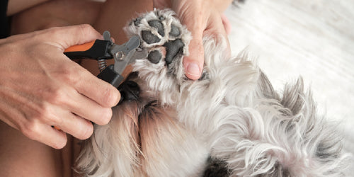 How to use dog nail clippers
