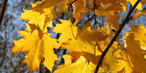 Maple Tree : diseases and care