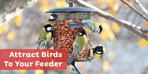 How To Attract Birds to Your Bird Feeder