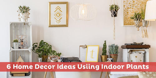 6 Home Decor Ideas Using Indoor Plants