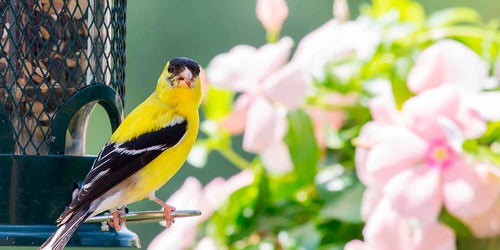 Tips for Maximizing Spring Bird Feeding