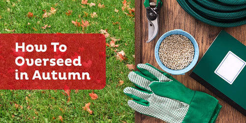 How To Overseed Your Lawn in Autumn