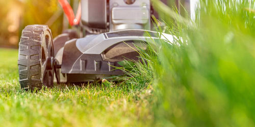 When is the best time to mow the lawn?