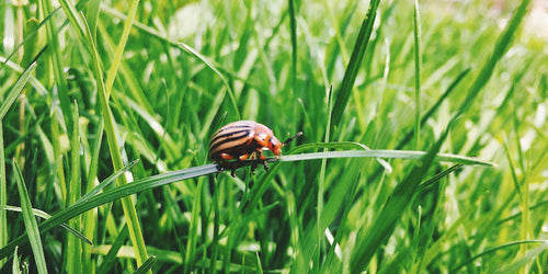 Effective insecticides for a pest-free garden