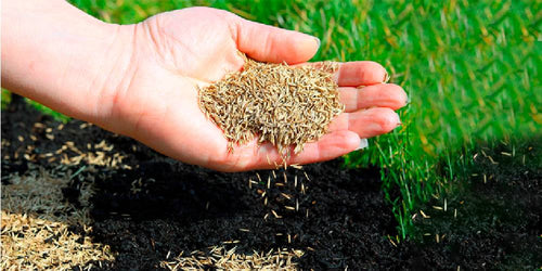 Find out the ideal season to plant grass seed and how to do it.