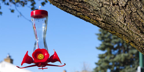 5 Things To Consider When Setting Up a Hummingbird Feeder