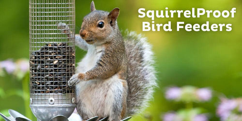 5 Brilliant Squirrel-Proof Bird Feeder Ideas