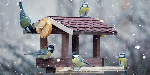 10 Easy Tips for Feeding Winter Birds