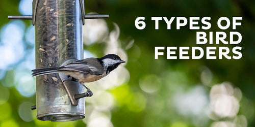 6 Types of Bird Feeders
