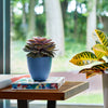 Bloem Dayton 5.75 in. H X 6 in. D Plastic Planter Ocean Blue