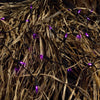 Celebrations Purple 100 ct LED Mini Halloween String Lights