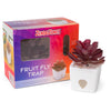 JT Eaton ZendoZones Fruit Fly Trap 1 box (Pack of 6)