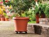 Bloem Terracotta Clay Resin Round Plant Caddy 3.6 H x 11.9 Dia. in. with Saucer