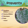 Bonide Captain Jack Organic Insect Disease & Mite Control Liquid 16 oz