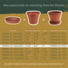 Bloem TerraTray 2 in. H X 12 in. D Resin Plant Saucer Terracotta Clay