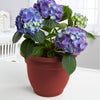 Bloem Ariana 8.5 in. H X 10 in. D Plastic Planter Burnt Red