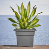 Bloem Veranda 14.25 in. H X 18 in. W X 18 in. D Plastic Traditional Planter Box Charcoal - Deal of The Week