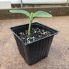 Ferry-Morse 18 Cells 11 in. W X 22 in. L Seed Starting Kit (Pack of 6)