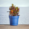 Bloem Saturn 7 in. D Plastic Planter Blue