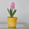 Bloem 5 in. Dia. Polyresin Saturn Planter Yellow