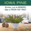 Mrs. Meyer's Clean Day Cottonseed/Soy White Iowa Pine Large Size Candle 7.2 oz. (Pack of 6)
