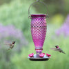 Perky-Pet Hummingbird 24 oz. Glass/Plastic Diamond Wine Nectar Feeder 5 ports (Pack of 2)