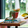 Bloem Ariana 7 in. H X 8.75 in. W X 8 in. D Plastic Traditional Planter Burnt Red - Deal of The Week