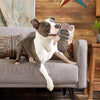 Bark Blue Cotton/Rubber PB Beaver Dog Toy Medium (Pack of 3)