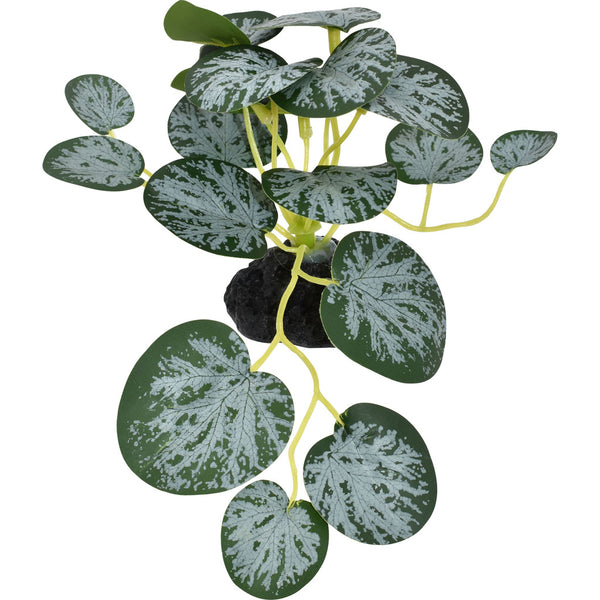 Planta de Komodo (pequeña cadena de corazones)