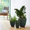 Bloem Dayton 7.5 in. H X 8 in. D Plastic Transitional Planter Turtle Green