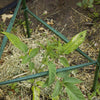 Gardener's Blue Ribbon Green Steel Garden Stakes (Pack of 12)