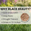 Black Beauty® Original Grass Seed 5 Lb
