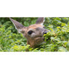 Summit Deer Ban Animal Repellent Capsule For Deer 50 ct