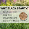 Black Beauty® Fall Magic Grass Seed 3 Lb