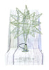 Celebrations LED Gold Microdot Star Tree Topper 10 in.