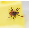 Summit Chemical Mosquito Barrier Liquid Insecticide 32 oz. (Pack of 6)