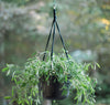 Bloem Dura Cotta 6.8 in. H X 12.5 in. W X 12.4 in. D Resin Hanging Basket Terracotta Clay - Deal of The Week