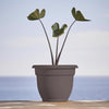 Bloem Ariana 10.25 in. H X 13 in. W X 12 in. D Plastic Traditional Planter Peppercorn