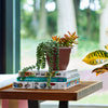 Bloem Terrapot Chocolate Resin UV-Resistant Bell Ariana Planter 6.5 H x 6 Dia. in. - Deal of The Week