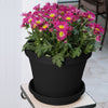 Bloem Terra 14.2 in. H X 16 in. D Plastic Planter Black