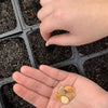 Ferry-Morse 18 Cells 11 in. W X 22 in. L Seed Starting Kit (Pack of 6)